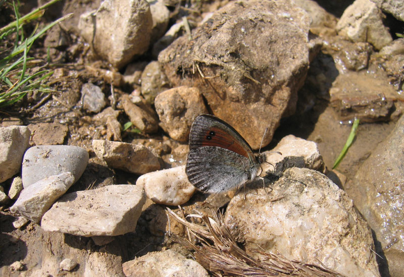 Erebia cassioides - Nymphalidae Satyrinae...dal Trentino